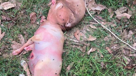 Thực hư bức ảnh sinh vật lạ nghi nửa người nửa thú khiến chuyên gia vào cuộc làm rõ