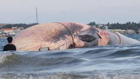 Tin tức thời sự 24h mới nhất, nóng nhất ngày 30/5/2019
