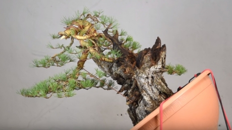 Quá trình biến 1 cây cảnh tầm thường thành kiệt tác bonsai nghệ thuật