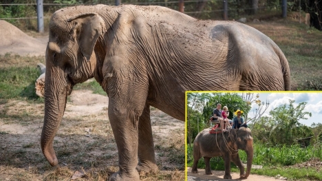 Xót xa trước cảnh voi cái biến dạng lưng vì cõng khách du lịch liên tục 25 năm