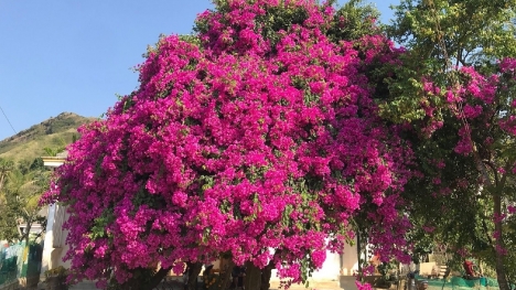 Cứu chữa hoa giấy trồng lâu năm không ra hoa, người làm vườn mách nhỏ một mẹo không tốn kém