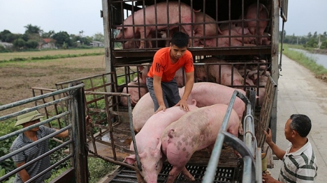 Giá lợn hơi ngày 30/10: Tăng nhẹ ở cả 3 miền, sắp đạt 80.000 đồng/kg