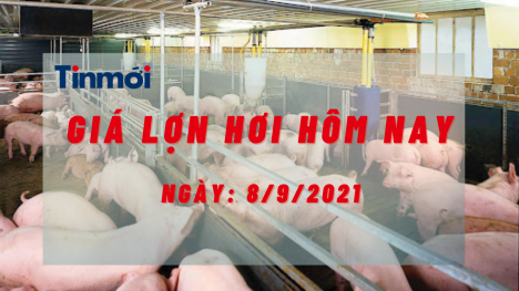 Giá heo hơi hôm nay 8/9: Miền Nam giảm sập sàn