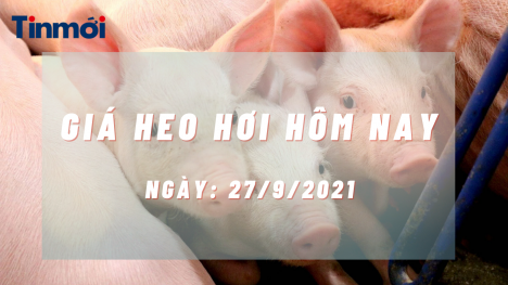 Giá heo hơi hôm nay 27/9: Miền Bắc giảm sập sàn, Trung - Nam ổn định