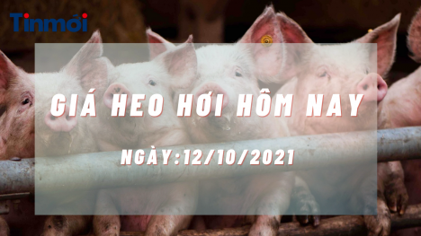 Giá heo hơi hôm nay 12/10: Đà giảm vẫn tiếp diễn