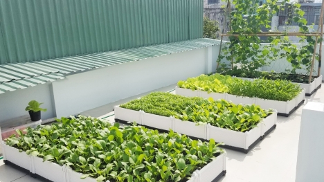 Xu hướng mô hình trồng rau sạch tại nhà có thật sự hiệu quả?