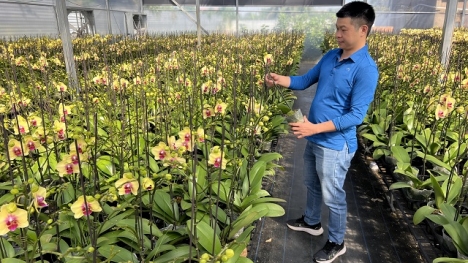 Hoa lan hồ điệp Tết 2023 dự kiến cháy hàng do thời tiết nóng ấm hơn mọi năm