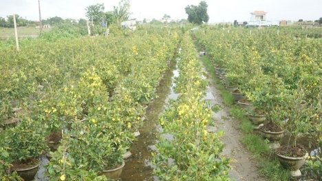 Bình Định: Mai vàng nở sớm bất thường, người trồng lo mất Tết