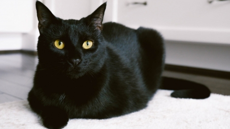 Giải mã tại sao mèo đen ngày một ít, ngạc nhiên khi nhiều chủ nói: 'Nuôi qua một lần là sợ mãi'