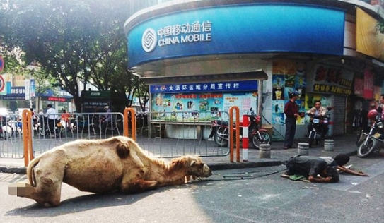 Trung Quốc: Chặt cụt chân lạc đà để đi ăn xin