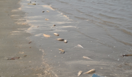 Nghệ An: Nguyên nhân cá chết dạt vào bờ biển có thể do từ tàu cá bị chìm