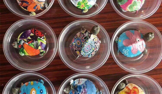 Nở rộ trào lưu bán rùa mini sơn đủ màu trên mạng xã hội, 'Nhà Rùa học' Hà Đình Đức lên tiếng cảnh báo