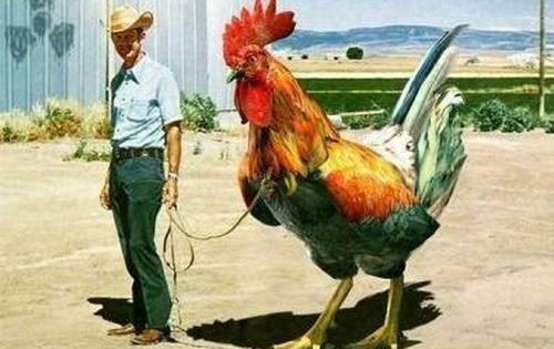 Chiêm ngưỡng chú gà Nam Mỹ khổng lồ cao 1m2 nặng đến ...