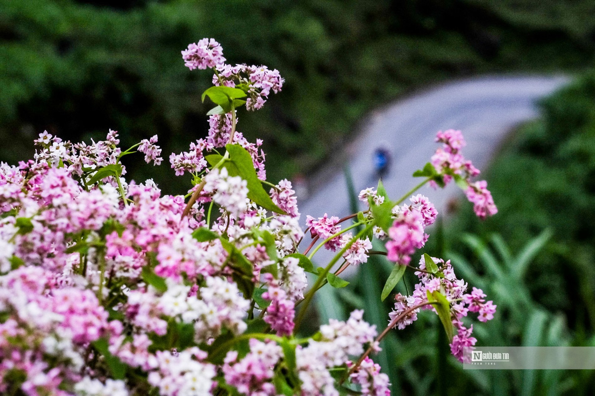 Hoa tam giác mạch có dáng thanh mảnh, vươn về phía mặt trời.