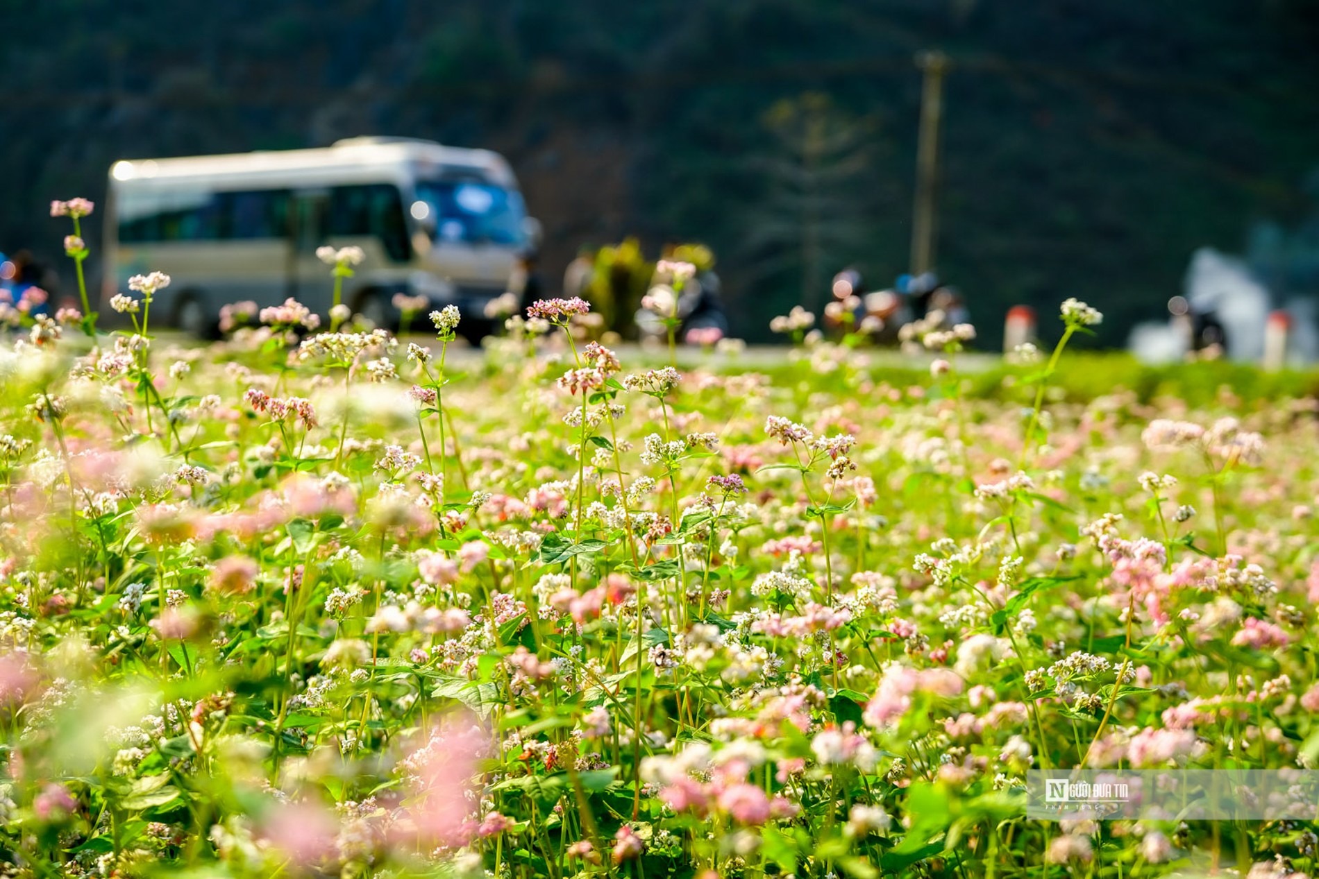 Màu sắc của hoa tam giác mạch thay đổi theo từng giai đoạn. Khi mới nở hoa mang màu trắng tinh khôi, rồi chuyển sang hồng nhạt, hồng ánh tím rồi đỏ sẫm cuối cùng chuyển sang đen khi tàn thì không còn đẹp nữa.