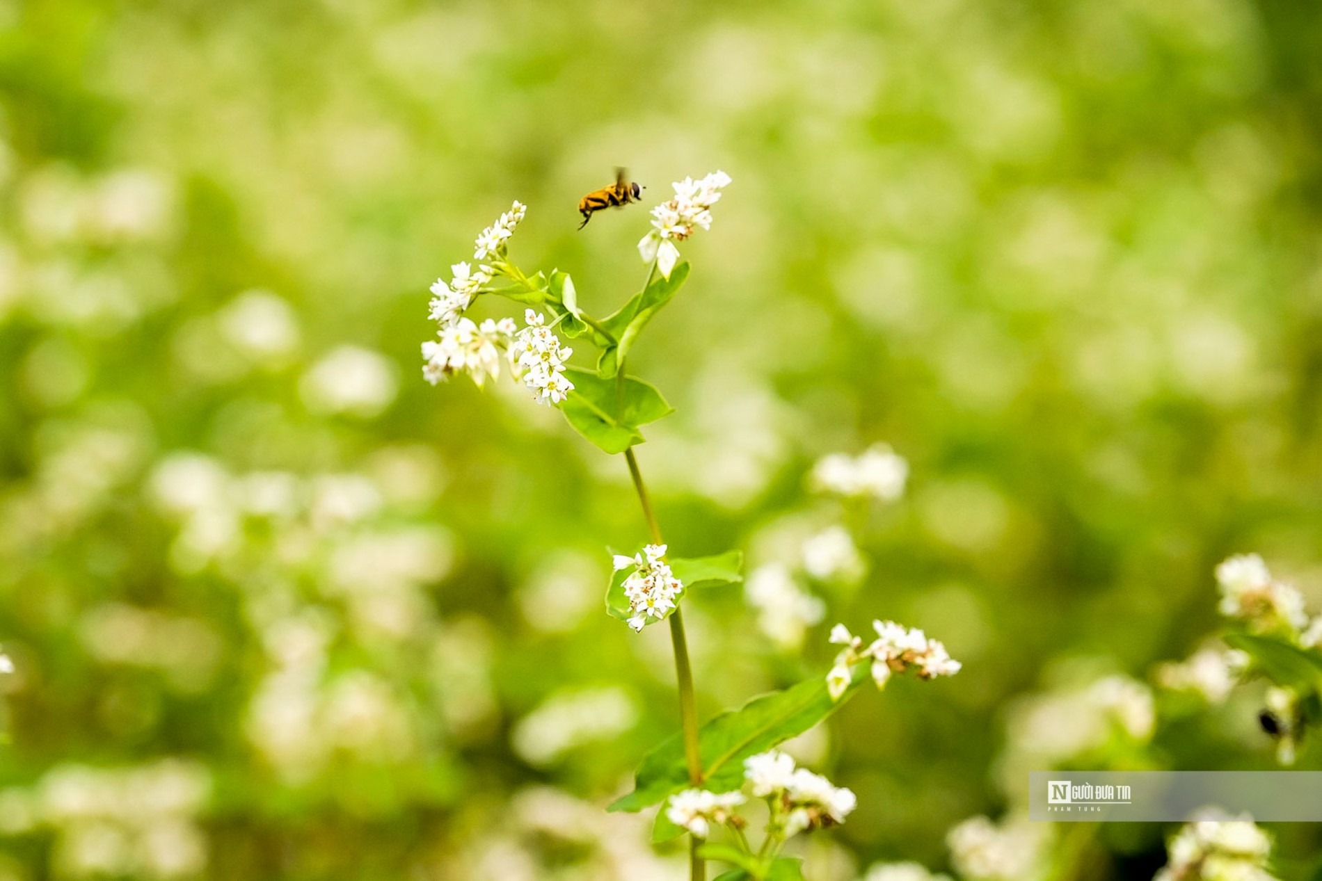Khi mới nở hoa mang màu trắng tinh khôi, rồi chuyển sang hồng nhạt, hồng ánh tím rồi đỏ sẫm cuối cùng chuyển sang đen khi tàn thì không còn đẹp nữa.