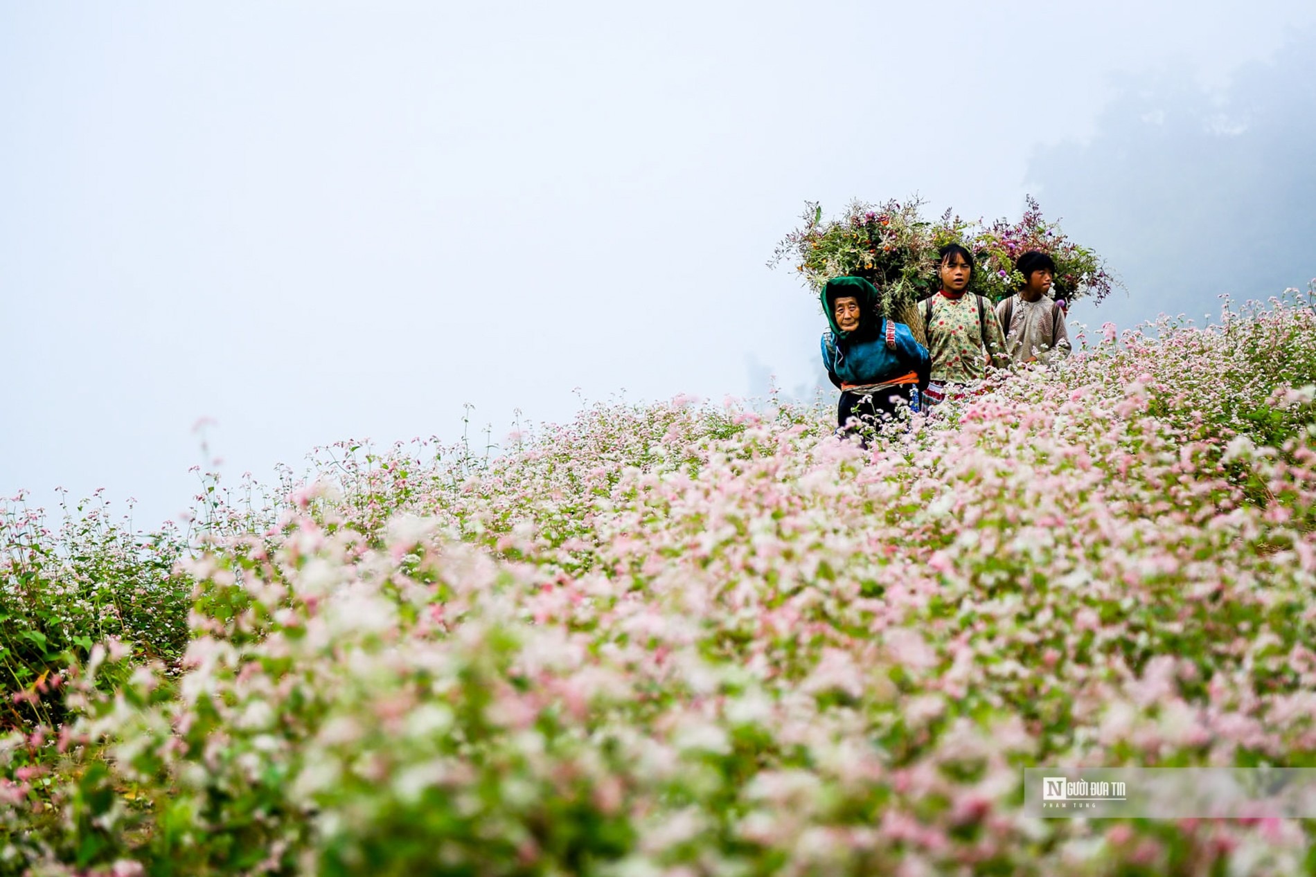 Tam giác mạch phủ kín một thung lũng ở Hà Giang.