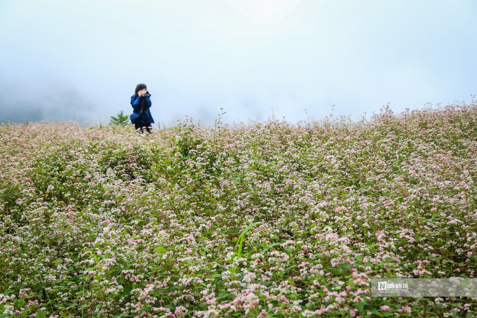 Mê mẩn mùa hoa tam giác mạch Hà Giang - Ảnh 1