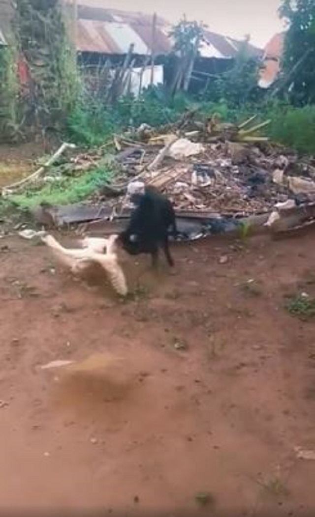 Cả hai nghênh chiến không hề kiêng nể đối phương Cả hai nghênh chiến không hề kiêng nể đối phương