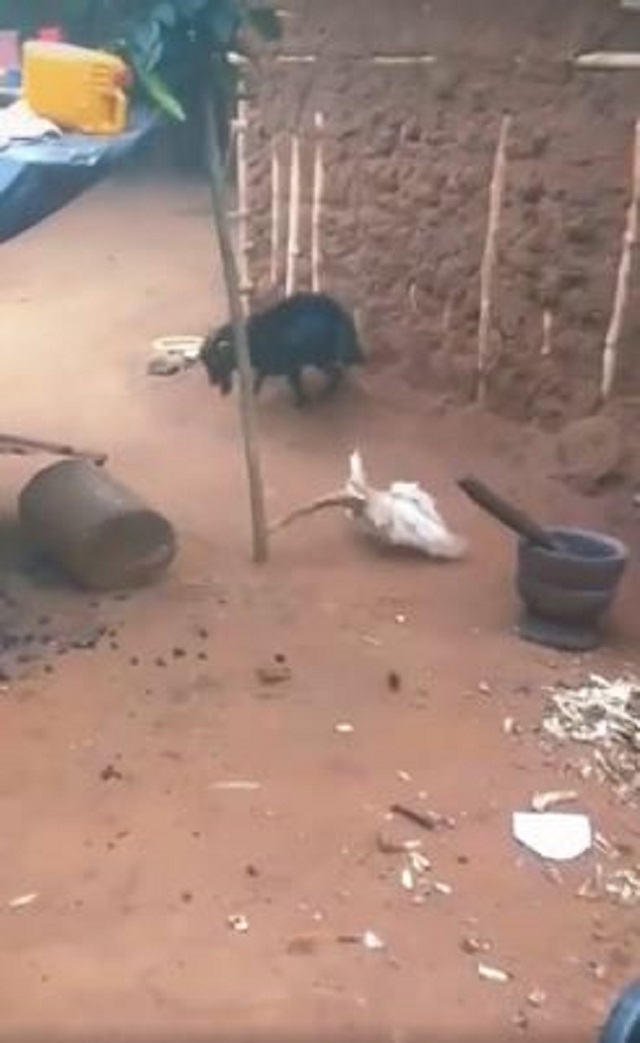 Hai bên dượt đuổi từ bụi chuối ra sân Hai bên dượt đuổi từ bụi chuối ra sân