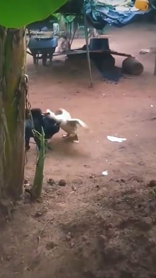 Mặc dù gặp bất lợi về ngoại hình nhưng bạch ngan sẵn sàng cặp cổ hắc dương Mặc dù gặp bất lợi về ngoại hình nhưng bạch ngan sẵn sàng cặp cổ hắc dương