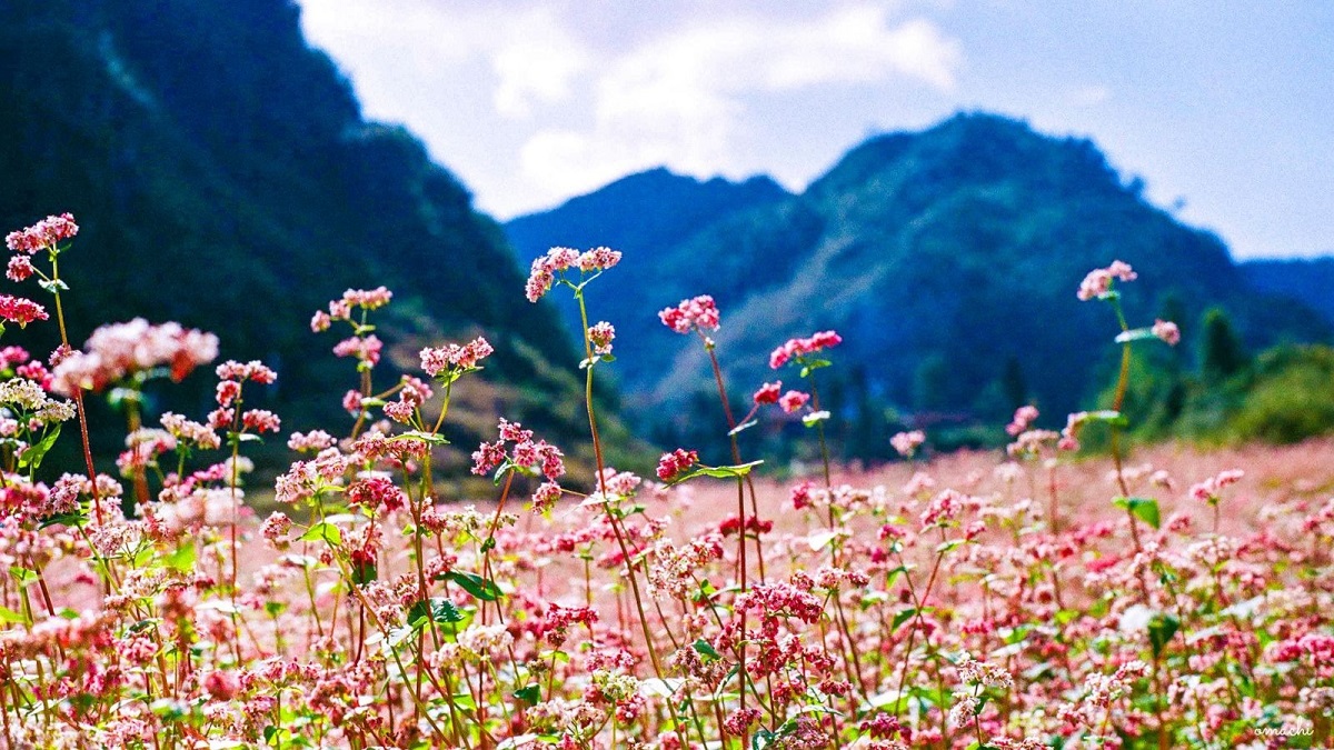 Dự báo thời tiết 10 ngày tới trên cả nước thời hạn từ 21/11-1/12 (Ảnh internet)