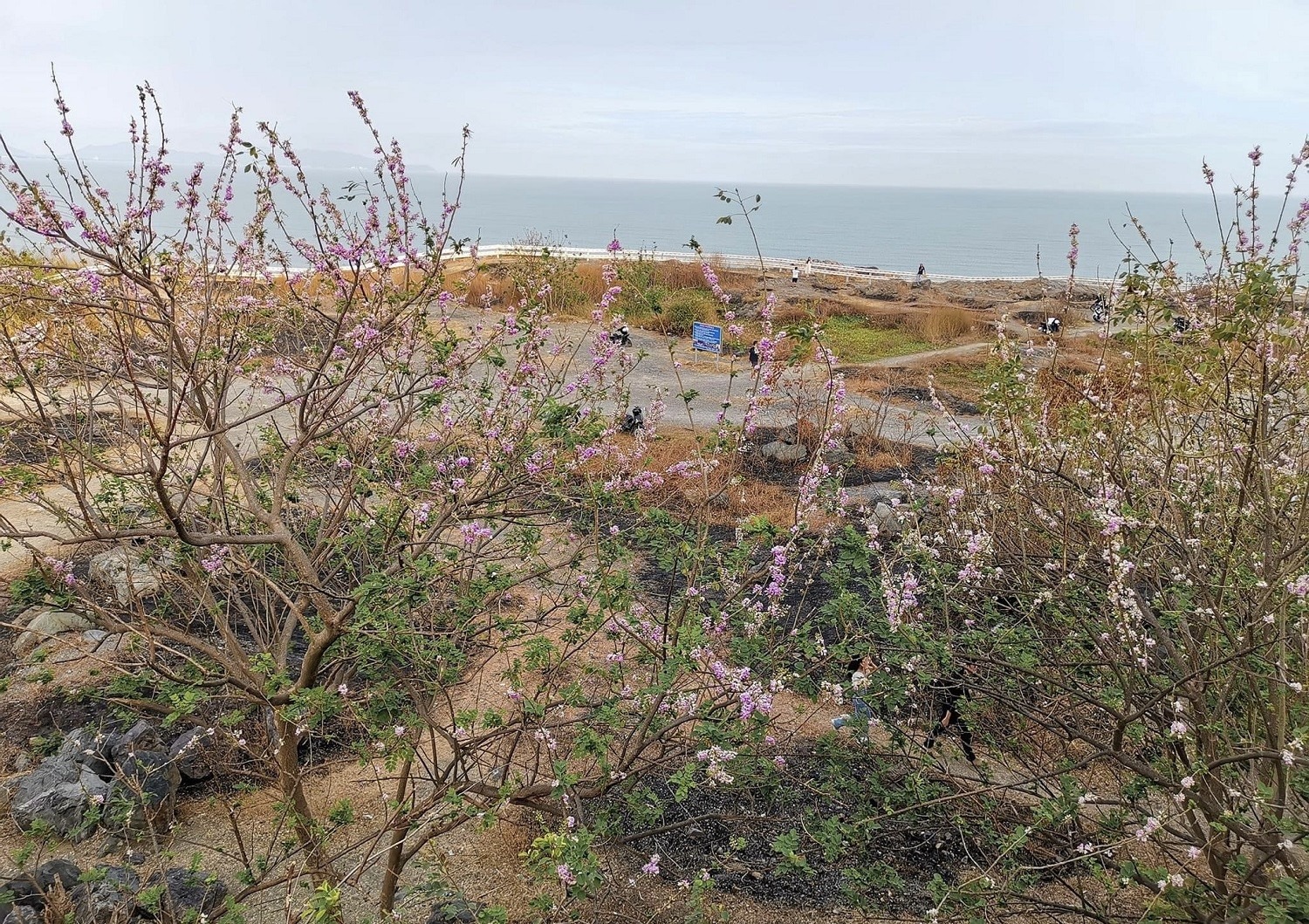 Cứ mỗi độ giáp Tết Nguyên Đán, những cây hoa đỗ mai ở Tp.Vũng Tàu (tỉnh Bà Rịa - Vũng Tàu) lại bung nở - màu sắc của mùa xuân. Nhìn từ xa, đỗ mai trông như hoa đào làm nhiều du khách liên tưởng đến Tp.Đà Lạt.