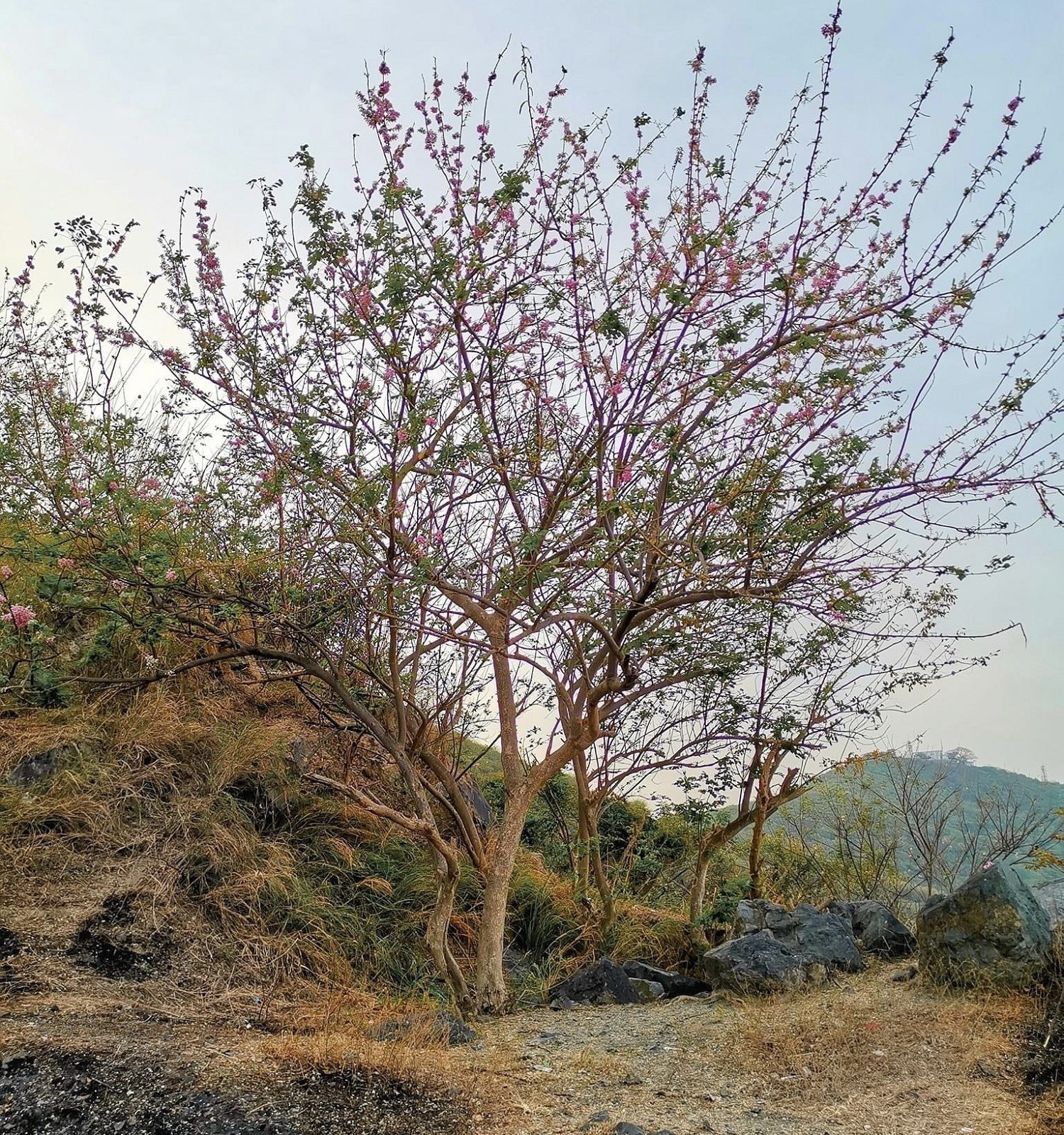 Hoa đỗ mai hay còn gọi là điệp anh đào, đậu anh đào là loại cây thuộc họ đậu thường mọc ở vùng núi đá hoang dã. Không rực rỡ như hoa giấy, muồng vàng, phượng vỹ… nhưng nó lại mang sắc xuân với vẻ đẹp nhẹ nhàng.