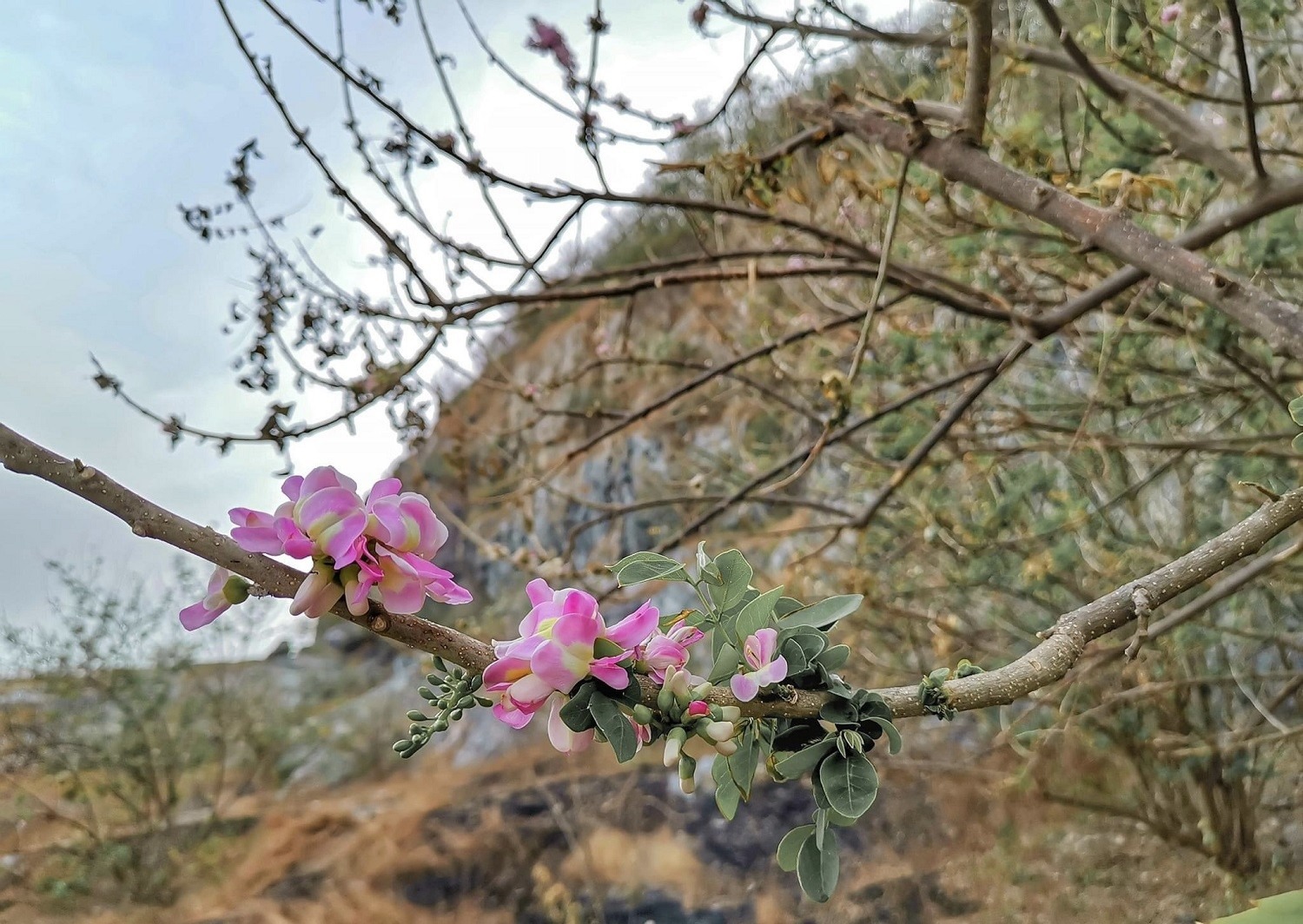 Sở dĩ gọi đỗ mai vì cây có quả giống đậu (đỗ) và ra hoa vào dịp Tết giống hoa mai. Người dân Tp.Vũng Tàu quen gọi đỗ mai là hoa anh đào nhiệt đới.