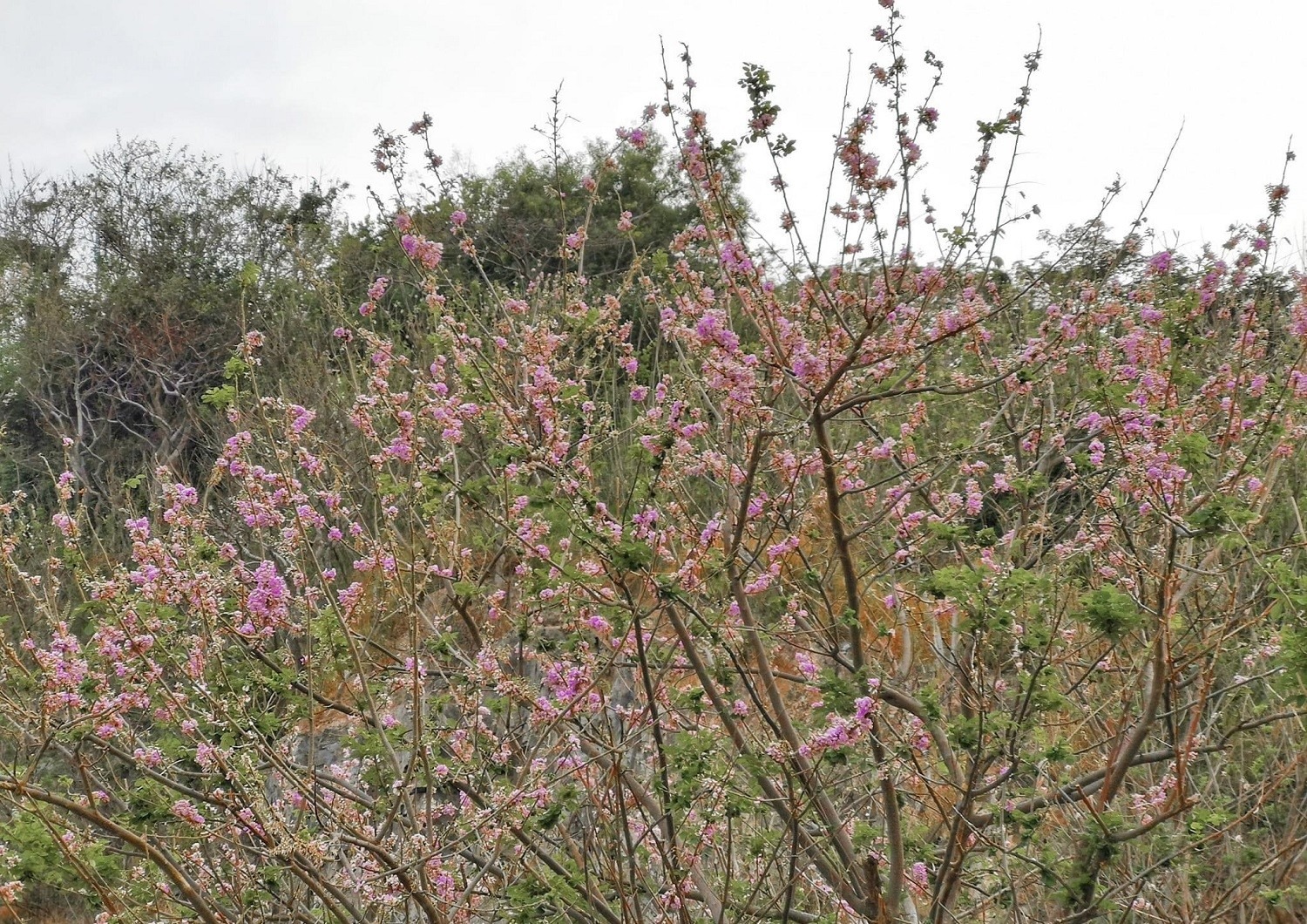 Những nụ hoa mong manh e ấp nở chen chúc trên cành, báo hiệu một mùa xuân mới sắp gõ cửa.