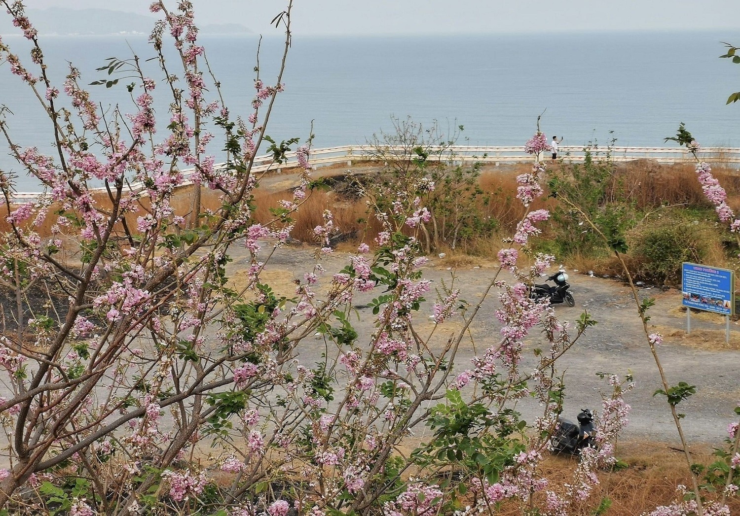 Đến phố biển Vũng Tàu những ngày này, du khách sẽ được ngắm từng cụm đỗ mai tại ven sườn chân núi Nhỏ (núi Tao Phùng) và dọc tuyến đường Hạ Long.