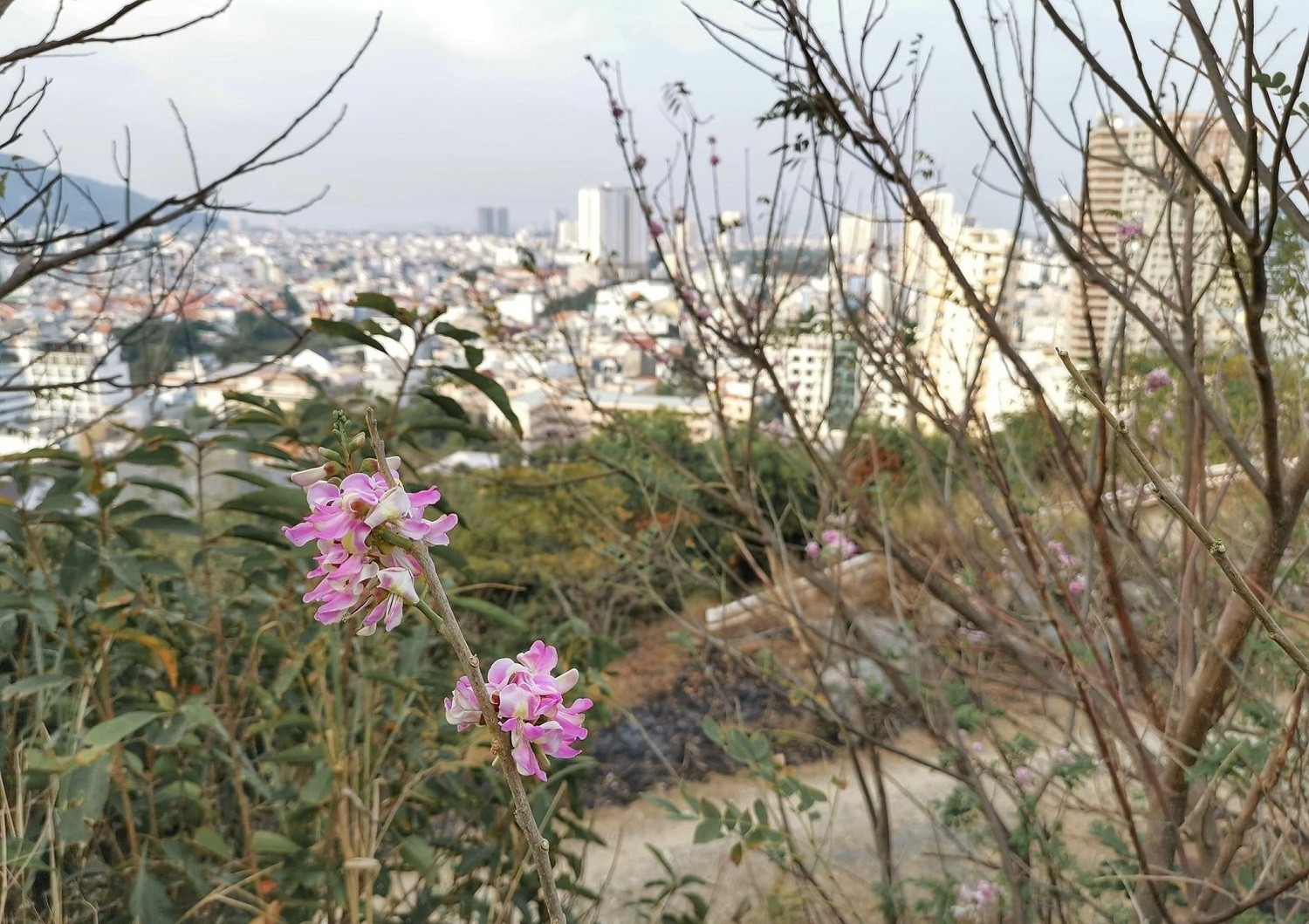 Ngắm hoa đỗ mai khoe sắc trên phố biển Vũng Tàu những ngày giáp Tết - Ảnh 1