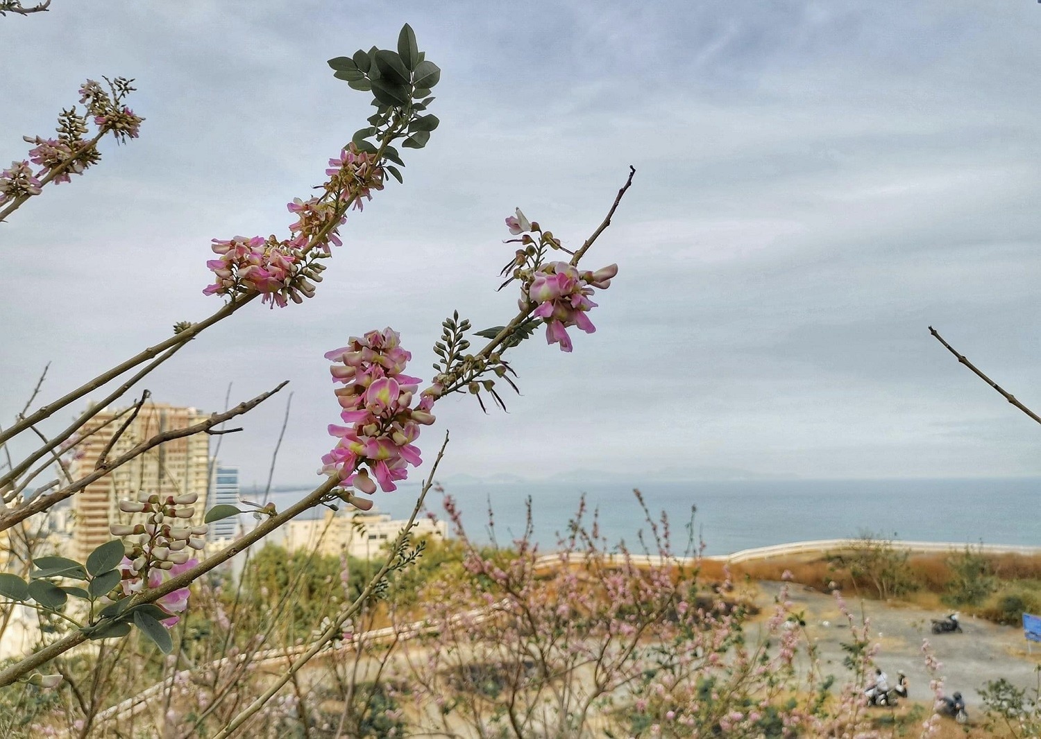 TếtTừ đỉnh núi nhìn xuống mũi Nghinh Phong, khung cảnh hoa đỗ mai rực rỡ làm say lòng người trước thời khắc chuyển giao năm mới.