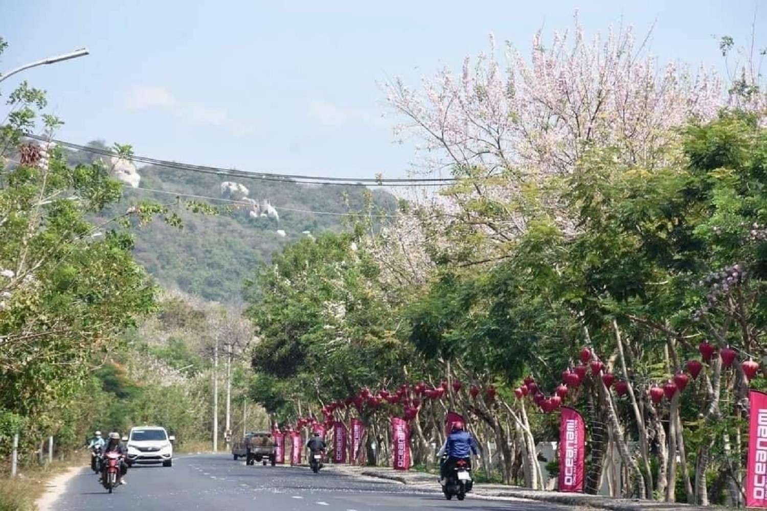 Ngoài Tp.Vũng Tàu, để ngắm hoa đỗ mai du khách có thể di chuyển dọc cung đường từ Long Hải, huyện Long Điền đến Đèo Nước Ngọc, thị trấn Phước Hải, huyện Đất Đỏ.