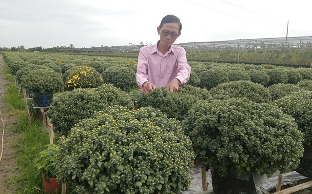 Ông Trần Văn Tiếp, Chủ nhiệm - Hội quán Tôi yêu màu tím đang chăm sóc hoa cúc mâm xôi.