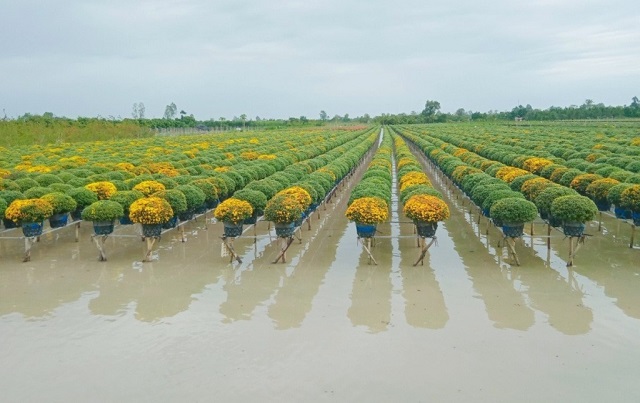 Hàng nghìn chậu hoa cúc mâm xôi sẵn sàng cung ứng cho thị trường Tết.
