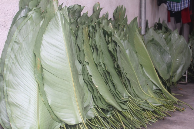 Những ngày giáp Tết, công việc của người dân làng Vĩnh Hòa bắt đầu từ khoảng 5h sáng. Mọi người trong gia đình đều được phân công những nhiệm vụ khác nhau. Người ngâm gạo, người gói bánh, chẻ lạt, róc lá… Anh Lê Thái Yên, 52 tuổi, trú tại làng Vĩnh Hoà cho biết, công việc làm bánh này rất nhiều công đoạn. Dịp Tết, cả gia đình anh Yên gói 1.000-2.000 chiếc bánh mỗi ngày, trị giá khoảng 25-30 triệu đồng.