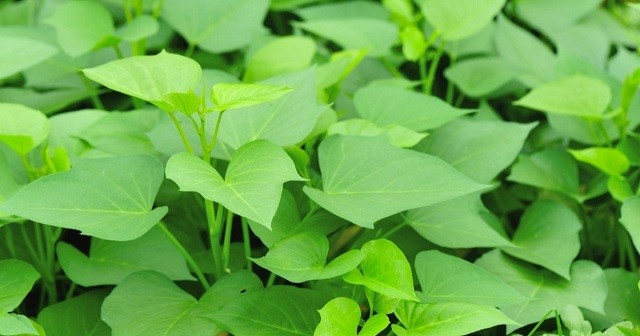 4 loại rau bổ hơn thịt, tốt chẳng kém nhân sâm mọc dại đầy vườn không phải ai cũng biết - Ảnh 2 4 loại rau bổ hơn thịt, tốt chẳng kém nhân sâm mọc dại đầy vườn không phải ai cũng biết - Ảnh 2