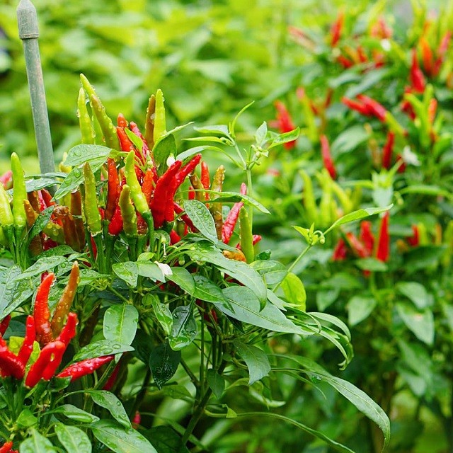 Cây ớt có 'bí mật' khó tin, bộ phận ăn ngon nhất không phải ai cũng biết Cây ớt có 'bí mật' khó tin, bộ phận ăn ngon nhất không phải ai cũng biết