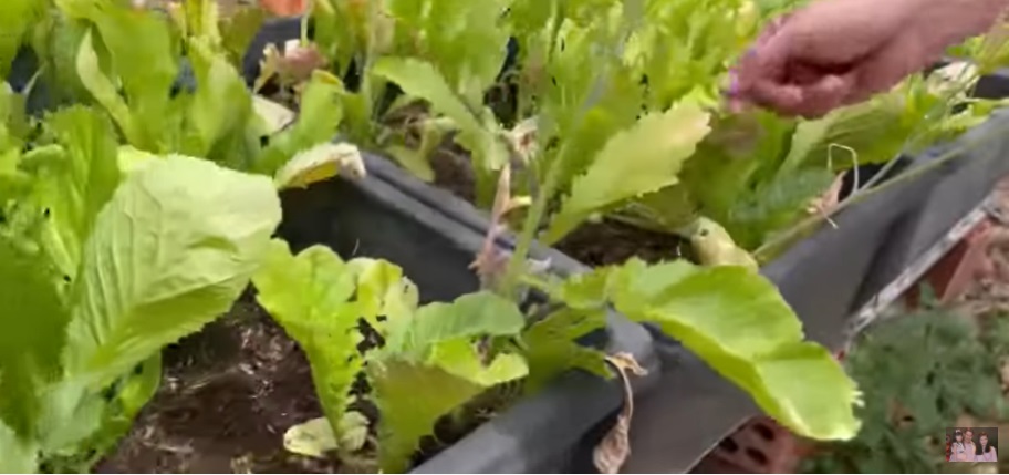 Danh hài Hoài Linh trồng nhiều loại rau xanh trong vườn nhưng do bận rộn không có thời gian ăn khiến rau bị héo úa. Ảnh cắt từ clip