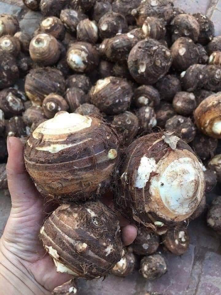 Khoai sọ đem lại nhiều tác dụng tốt cho sức khỏe. Ảnh internet