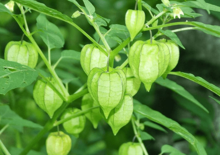 2 loại rau dại ít người ăn lại được ví là 'thần dược' được săn đón ở nước ngoài 2 loại rau dại ít người ăn lại được ví là 'thần dược' được săn đón ở nước ngoài