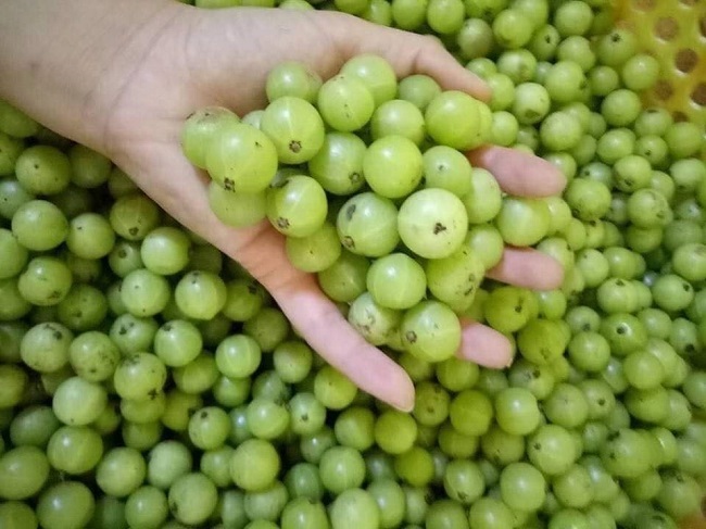 Loại quả mọc hoang có giá 'trên trời' được ví như 'thần dược' - Ảnh 1 Loại quả mọc hoang có giá 'trên trời' được ví như 'thần dược' - Ảnh 1
