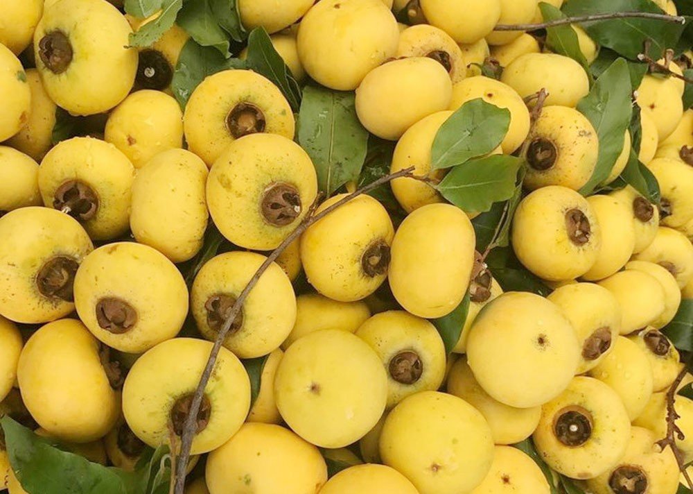 Không ăn thị trong lúc đói vì có thể gây tác ruột, đau dạ dày. Ảnh internet