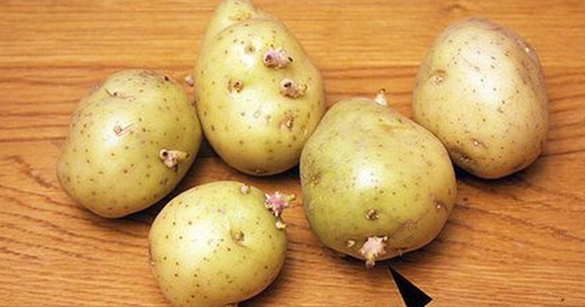 Không ăn khoai tây khi mọc mầm. Ảnh internet