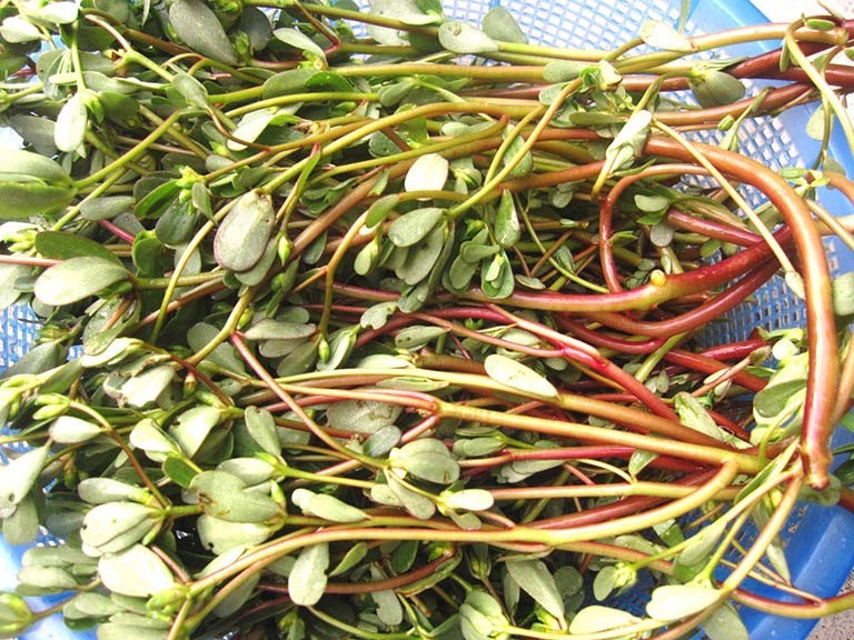 Loại rau dại mọc đầy vườn quý như 'thuốc bổ' ít người biết đến để ăn. Ảnh internet Loại rau dại mọc đầy vườn quý như 'thuốc bổ' ít người biết đến để ăn. Ảnh internet