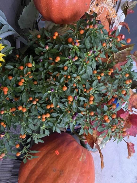 Đàm Vĩnh Hưng mải mê khoe con, vợ cũ đại gia hé lộ gia tài kếch xù - Ảnh 4