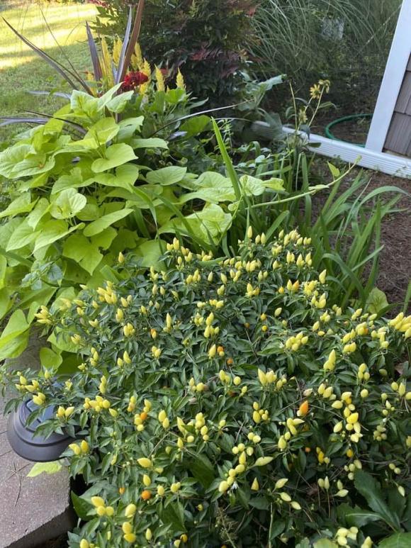 Đàm Vĩnh Hưng mải mê khoe con, vợ cũ đại gia hé lộ gia tài kếch xù - Ảnh 3