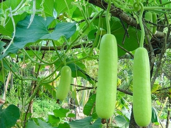 Mùa hè ra chợ thấy 4 loại rau này hãy mua ngay, giá vừa rẻ lại như thần dược ngày nắng nóng - Ảnh 4 Mùa hè ra chợ thấy 4 loại rau này hãy mua ngay, giá vừa rẻ lại như thần dược ngày nắng nóng - Ảnh 4