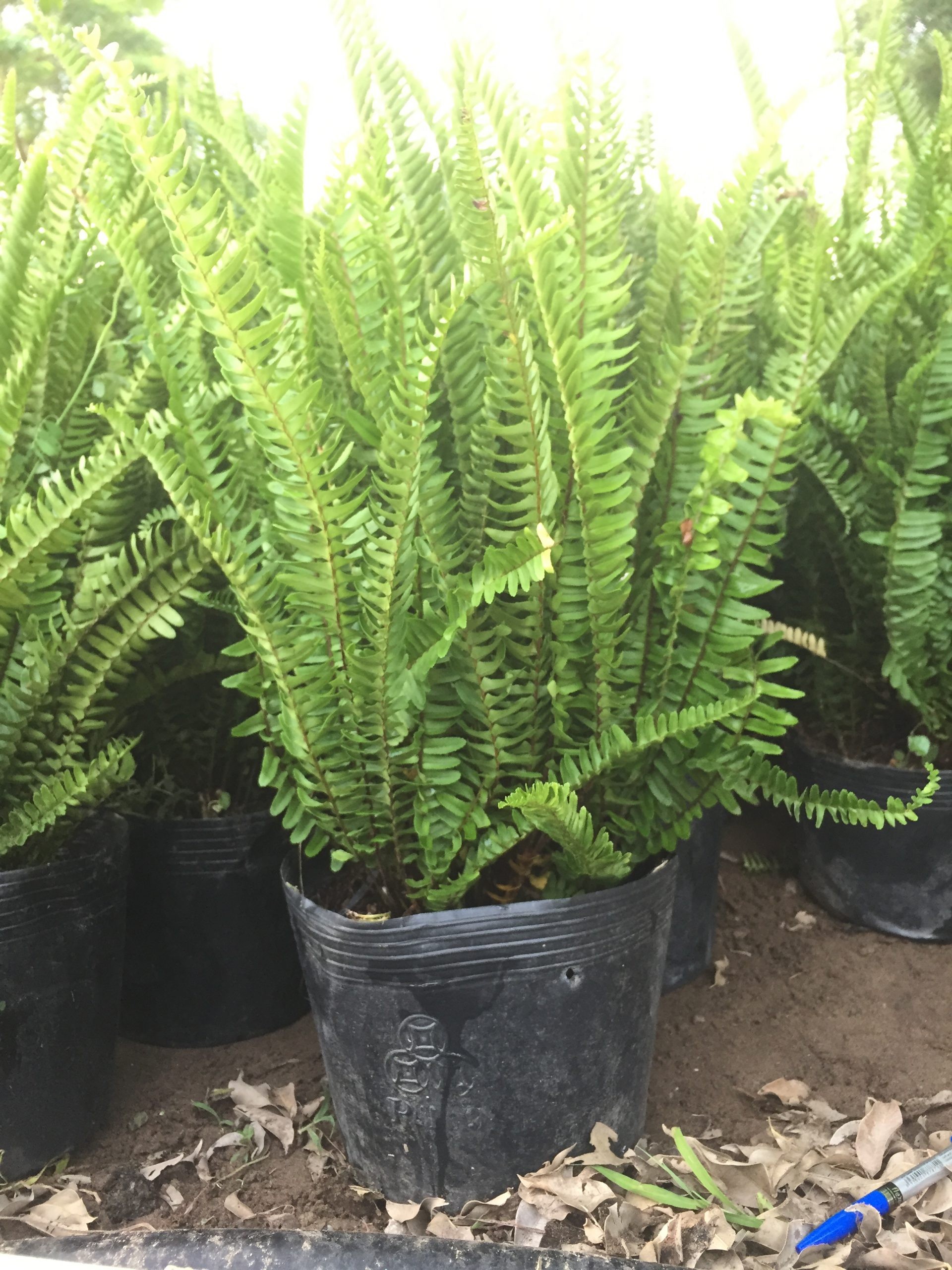 5 loại cây không nên trồng trước nhà kẻo rước xui xẻo, loại thứ 2 nhiều người mắc phải - Ảnh 4